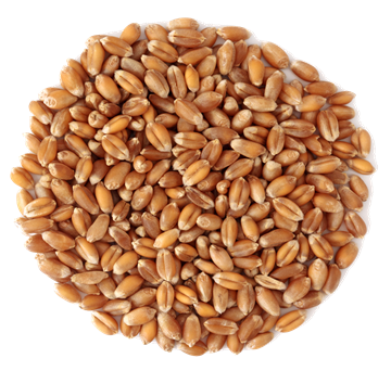 Wheat Seeds